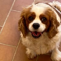 CYBELLE, chienne à adopter