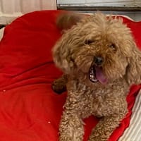 PATACHOU, chienne à adopter