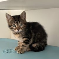 LEXA (En cours d'adoption), chatte à adopter
