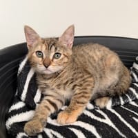 ETHERA (En cours d'adoption), chatte à adopter