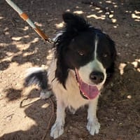 Nuage, chienne à adopter