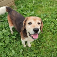 GERARD QCN, chien à adopter