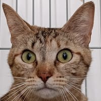 Janes, chatte à adopter
