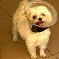 SNOW, chien à adopter