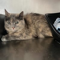 MINOUCHE, chatte à adopter