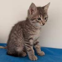 KAIROS (En cours d'adoption), chat à adopter