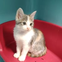 Bleuckie, chatte à adopter