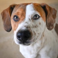 CAPONE (en cours d'adoption), chien à adopter