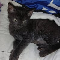 Bombyl, chat à adopter