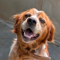 Vinicio, chien à adopter