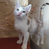CANDY, chatte à adopter