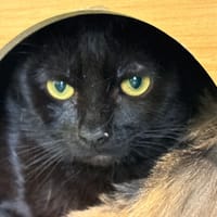 Grannus, chat à adopter