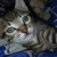 Balanin, chat à adopter