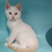 Bouba, chat à adopter