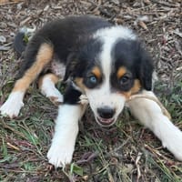 BROCOLI, chien à adopter