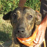 MANGO, chien à adopter