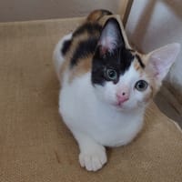 FRAISE, chatte à adopter