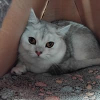 NEIGE PAB28686, chat à adopter