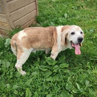 BERNARD QCN, chien à adopter