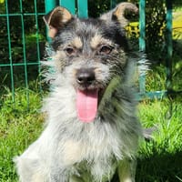 OLIVER, chien à adopter