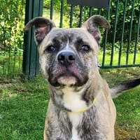 TUCKER, chien à adopter