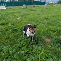 AYA QCN, chienne à adopter