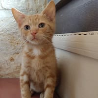 DRAGIBUS, chat à adopter