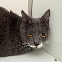 Albius, chat à adopter