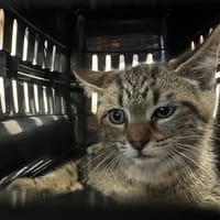 BUZZ, chat à adopter