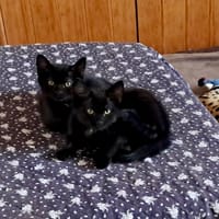 OMBRE, chatte à adopter