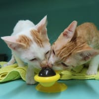 SPEEDY PAB28833, chat à adopter
