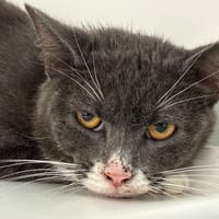 Meob, chat à adopter