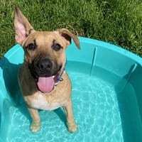 APACHE, chien à adopter