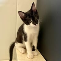 Blu, chat à adopter