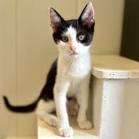 Babiole (réservée), chatte à adopter