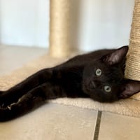 BANDIT, chat à adopter