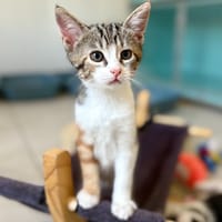 BABOU, chatte à adopter