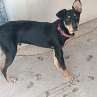 ALDO, chien à adopter