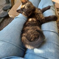 Britney, chatte à adopter