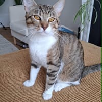 Teddy, chat à adopter