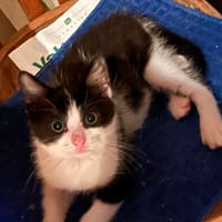Merlin, chat à adopter