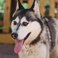PANDORA (Lara), chienne à adopter
