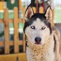 HERA (Lara), chienne à adopter