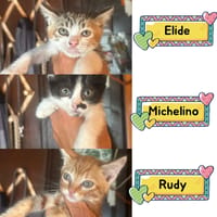 Elide  - Michelino - Rudy, gatto da adottare