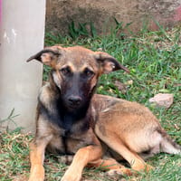 DAKOTA , chiot femelle Berger Créole  Le regard ravageur !, chienne à adopter