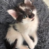 PLACEBO, chatte à adopter