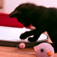 Luna et Gaïa, chatte à adopter