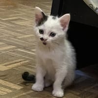 ASPIRINE, chatte à adopter