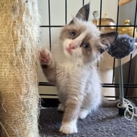 BABYCHOU, chatte à adopter