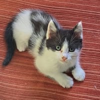 ANTIDOTE, chat à adopter